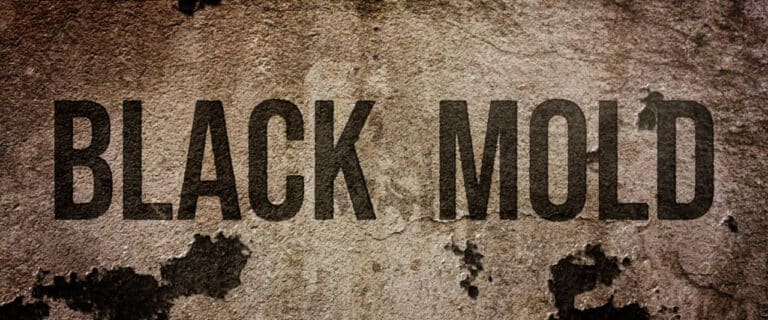 Exclusive: The Team Behind THE STYLIST Begins Photography On New Thriller BLACK MOLD