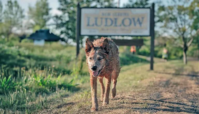 PET SEMATARY: BLOODLINES Comes To Digital, 4K And Blu-Ray In December