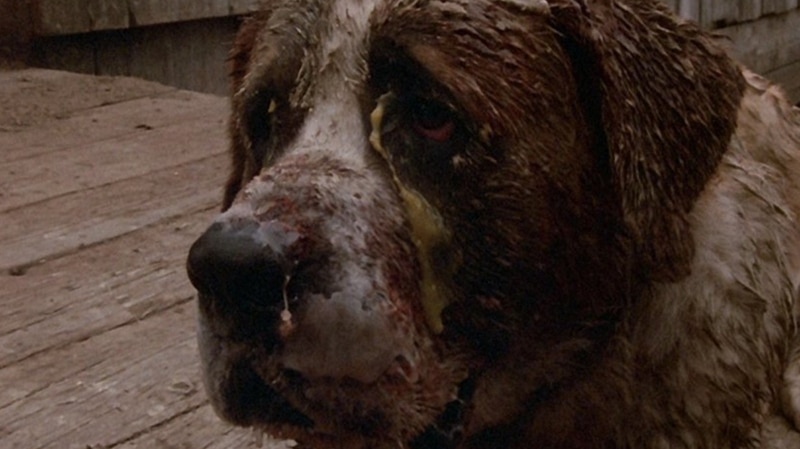 cujo1