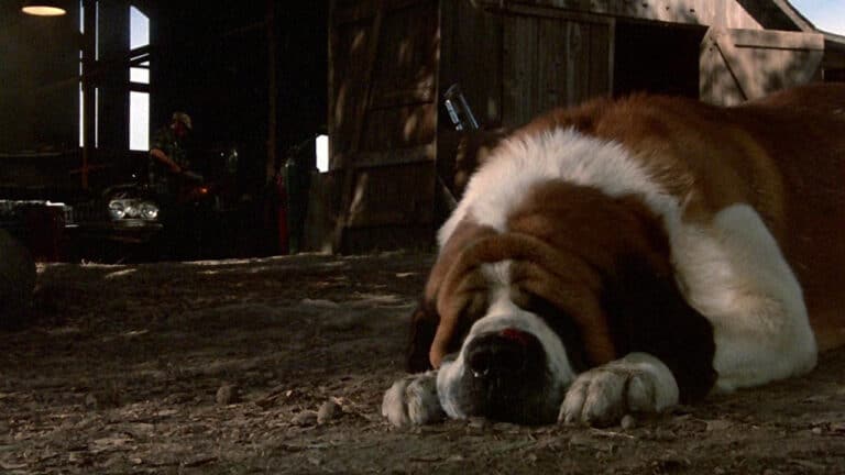 In Defense Of CUJO:  A Bona Fide Good Boy