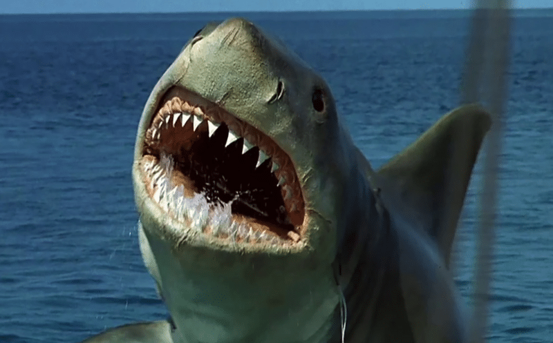 jaws-the-revenge-shark