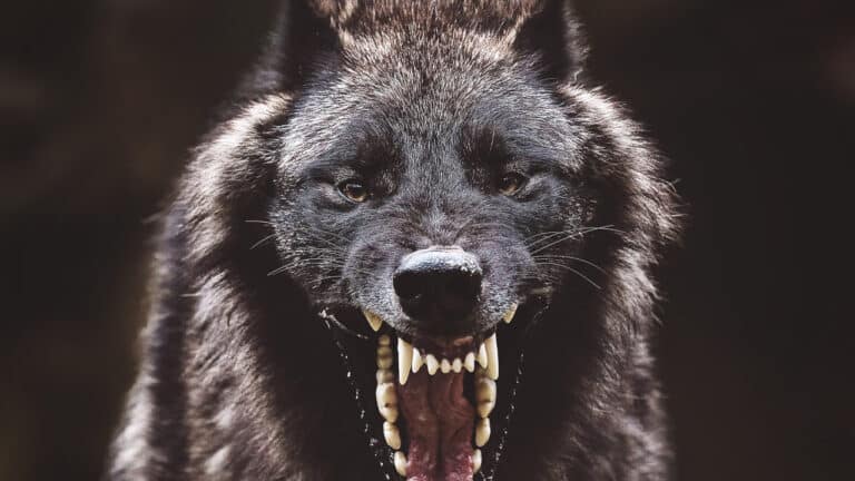 OUT COME THE WOLVES Coming From BACKCOUNTRY Director