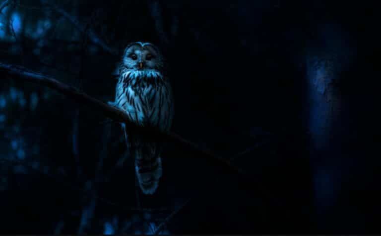 NIGHTMARES OF NATURE Will Bring Horror To The Wildlife Documentary Format