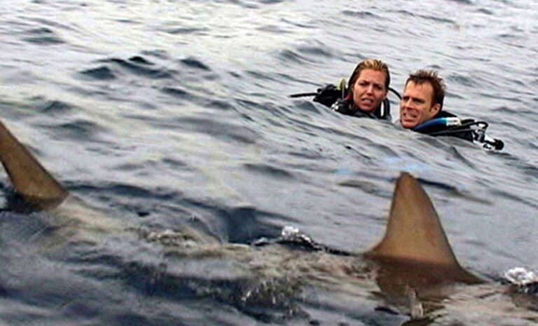 OPEN Water shark horror