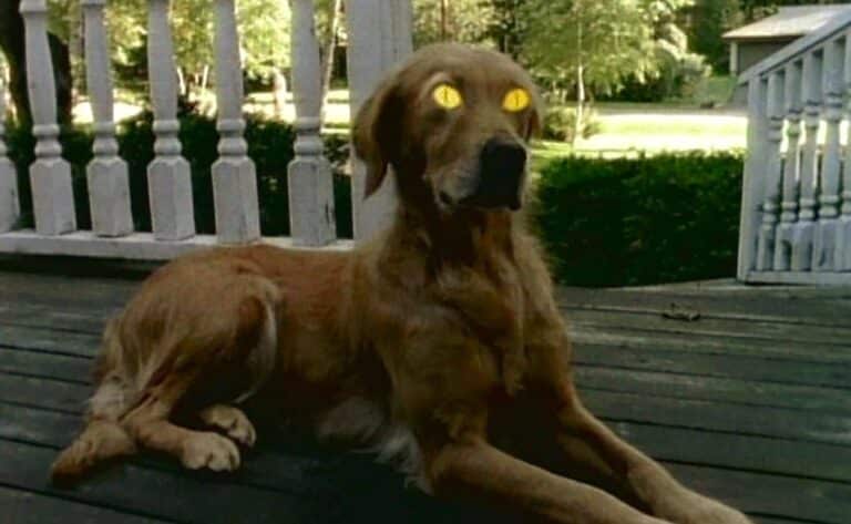 Goosebumps title card dog