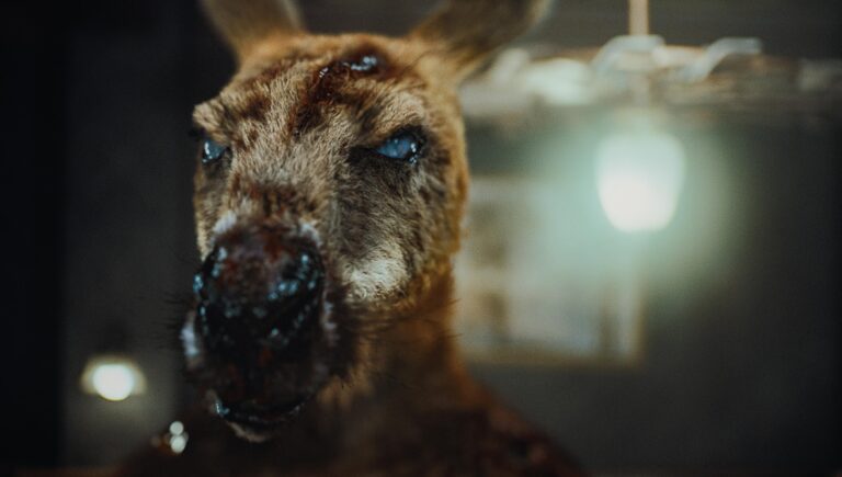 Trick Or Treat Around the World With These 13 New International Horror Films 