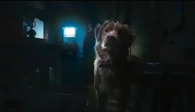 GOOD BOY (Credit: IFC)