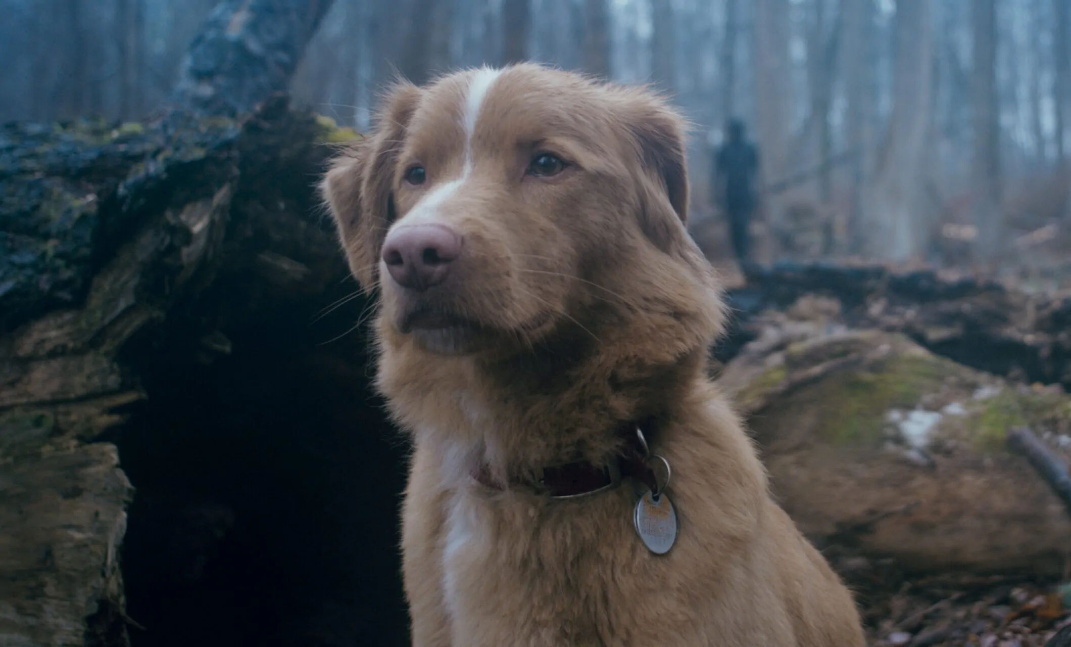 Good Boy (Credit: IFC)